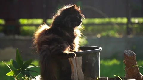 Black cat close up and sunlight Stock Footage 62794518