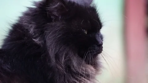 Black cat close up and sunlight Video stock 73875176