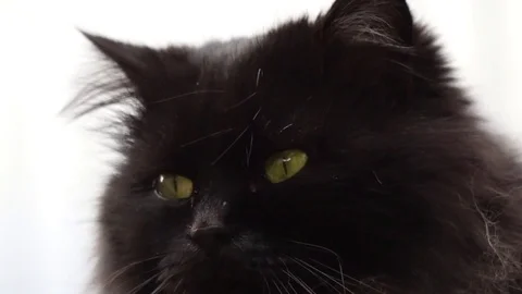 Black cat close up and sunlight Video stock 73960150