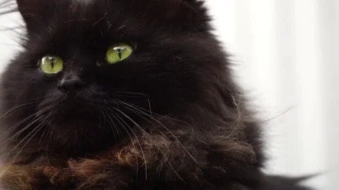 Black cat close up and sunlight Video stock 73962039