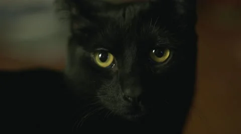 Black Cat Close up. Stock Footage 59527404