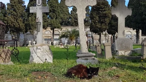 Black cat close to a gravestone in a cemetery Stock Footage 201473996