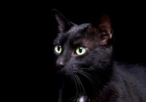 Black cat up close Stock Photos