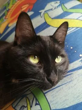 Black cat close-up Stock Photos
