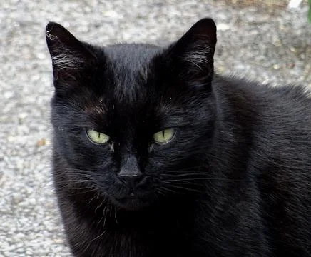 Black Cat Close Up Stock Photos