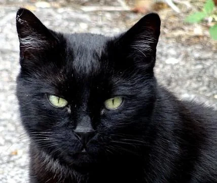 Black Cat Close Up Stock Photos