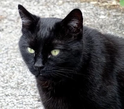 Black Cat Close Up Stock Photos