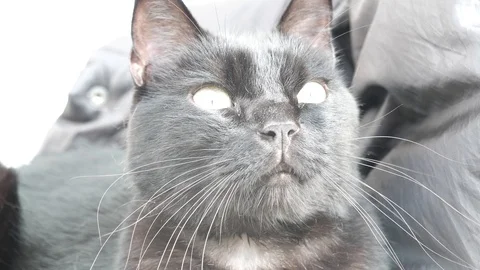 Black cat close up slow motion 4k in the garden sunny day cute pet curiose Stock Footage 96286450