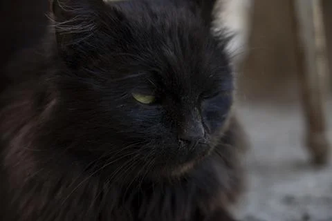 Black cat close up winking Stock Photos