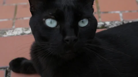Black cat closeup Stock Footage 325987758