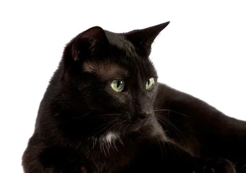 Black cat closeup looking left Stock Photos