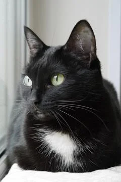 Black cat closeup, looking into the window Stock Photos