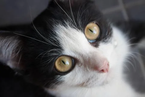 Black cat closeup Stock Photos