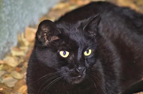 Black cat closeup Stock Photos