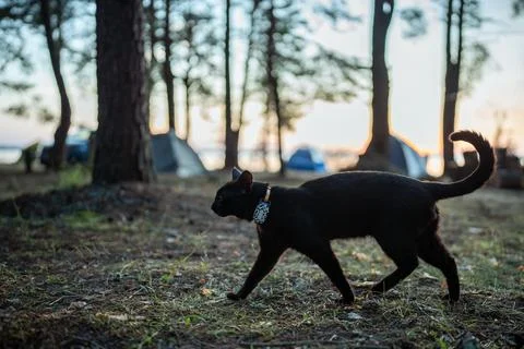 Black cat in collar with GPS tracker strolls across meadow on camping site .. Stock-Fotos