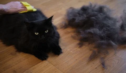 Black cat combed and cleaned from excess wool Stock Photos