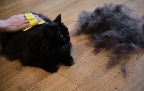Black cat combed and cleaned from excess wool Stock Photos