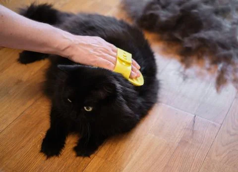 Black cat combed and cleaned from excess wool Stockfoto's