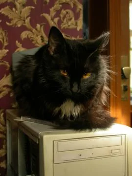 Black cat on the comp Stock Photos