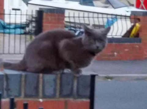 A black cat on the container Stock Photos