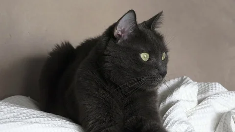 Black cat on the couch Stock Footage 83899774