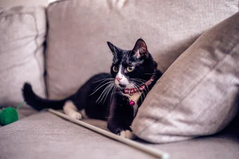 Black Cat on the couch Fotos Stock