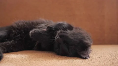 Black cat on the couch rolls over and stretches Stock Footage 130564300
