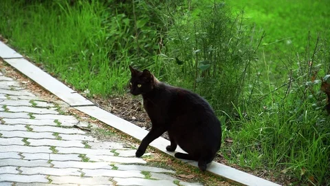 Black cat crosses the path in the Park Stock Footage 123214083