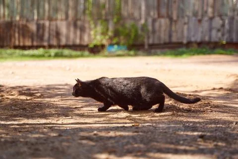 Black cat crouched down to make jump Stock Photos
