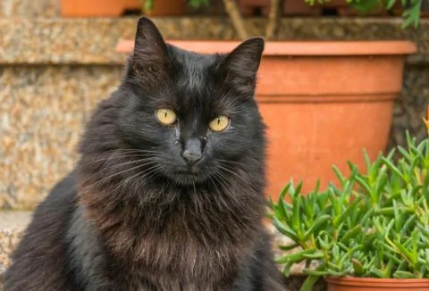 Black cat crying Stock Photos