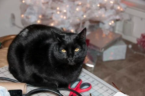 Black Cat on cutting table in front of Christmas Tree Stock Photos