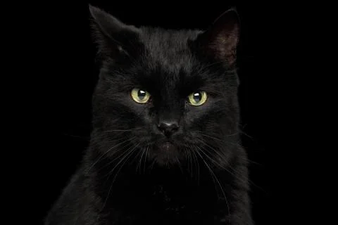 Black Cat on Dark Background Stock Photos
