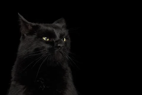 Black Cat on Dark Background Stock Photos