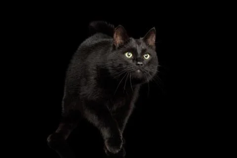 Black Cat on Dark Background Stock Photos