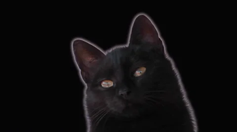 Black cat in the dark Stock Footage 36678005