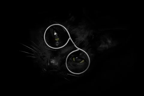 Black cat in the dark Stock Photos