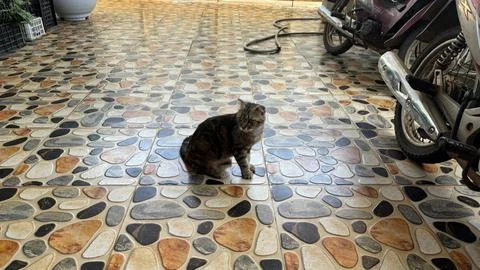 Black Cat on Decorative Tile Floor Stock Photos
