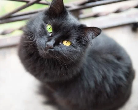 Black Cat with different colored eyes. 스톡 사진