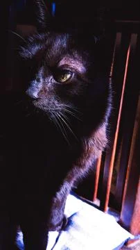 Black Cat in Diffused Light Stock Photos