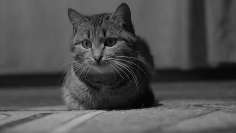 Black Cat. Disco Stock Footage 70753805