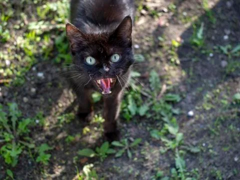 Black cat don't like to be close Stock Photos