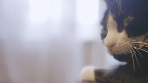 Black cat is dozing. close-up. Slow motion Stock Footage 86644505