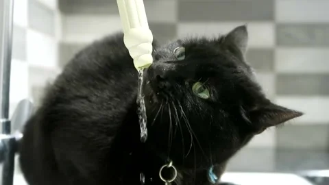 Black cat drinking from kitchen tap Vidéo 154517959