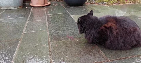 Black cat drinking from rainwater on the ground 库存影片 155848559