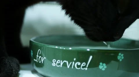 A black cat drinking water Stock Footage 60593888
