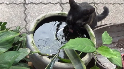 Black cat drinking water in the garden Stock Footage 44270839