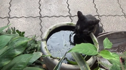 Black cat drinking water in the garden Stock Footage 44271041