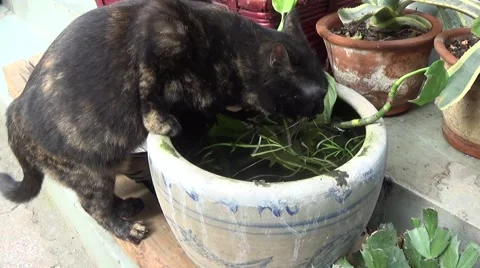 Black cat drinking water in the garden Stock Footage 44272952