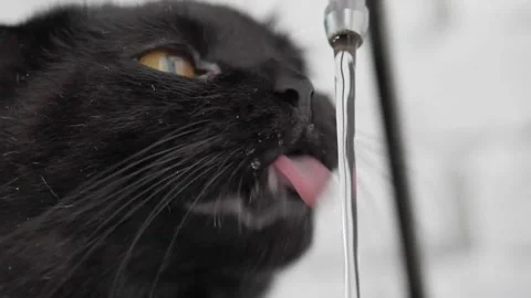 A black cat drinks filtered tap water. water drops on the moustache Stock Footage 168402860