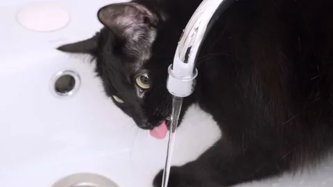 Black cat drinks a stream of water in the sink close-up 4k Stock Footage 156029766